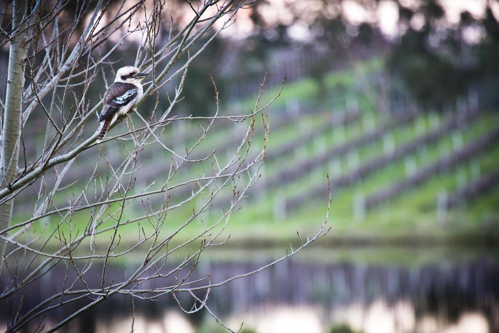 Bettenays Margaret River Metricup Pokój zdjęcie